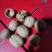 （包邮）新疆阿克苏直发185薄皮核桃，乌鲁木齐发货
