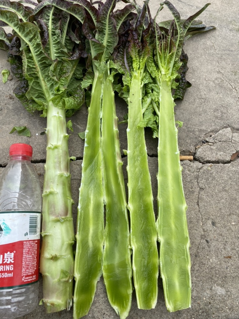 莴苣红叶莴笋杆子不空心不脱节质量非常价格便宜
