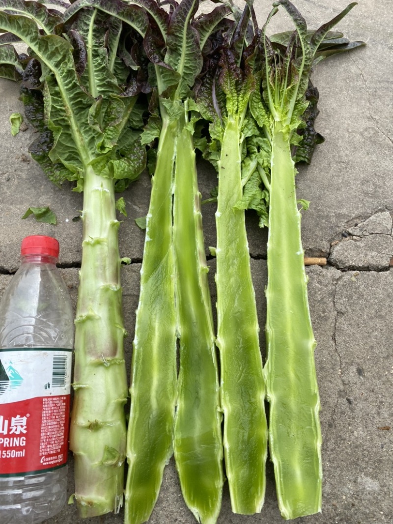 莴苣红叶莴笋杆子不空心不脱节质量非常价格便宜
