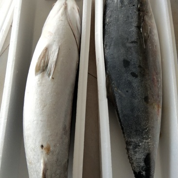 船冻黄金鲅鱼！鲜冻品从7斤到20斤左都有一手货源量大从优