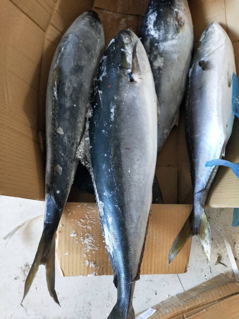 船冻黄金鲅鱼！鲜冻品从7斤到20斤左都有一手货源量大从优