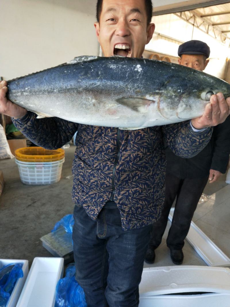 船冻黄金鲅鱼！鲜冻品从7斤到20斤左都有一手货源量大从优