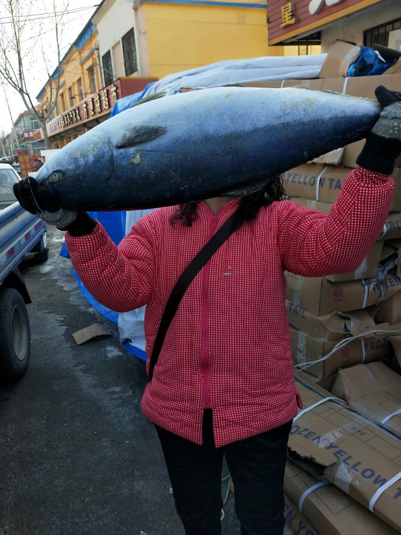 船冻黄金鲅鱼！鲜冻品从7斤到20斤左都有一手货源量大从优