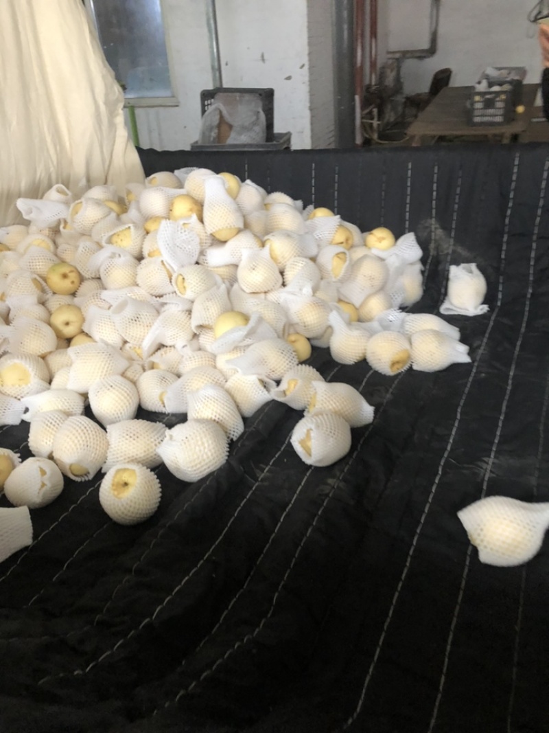 河北辛集皇冠梨大量现货有水晶鸭梨雪花梨各种苹果