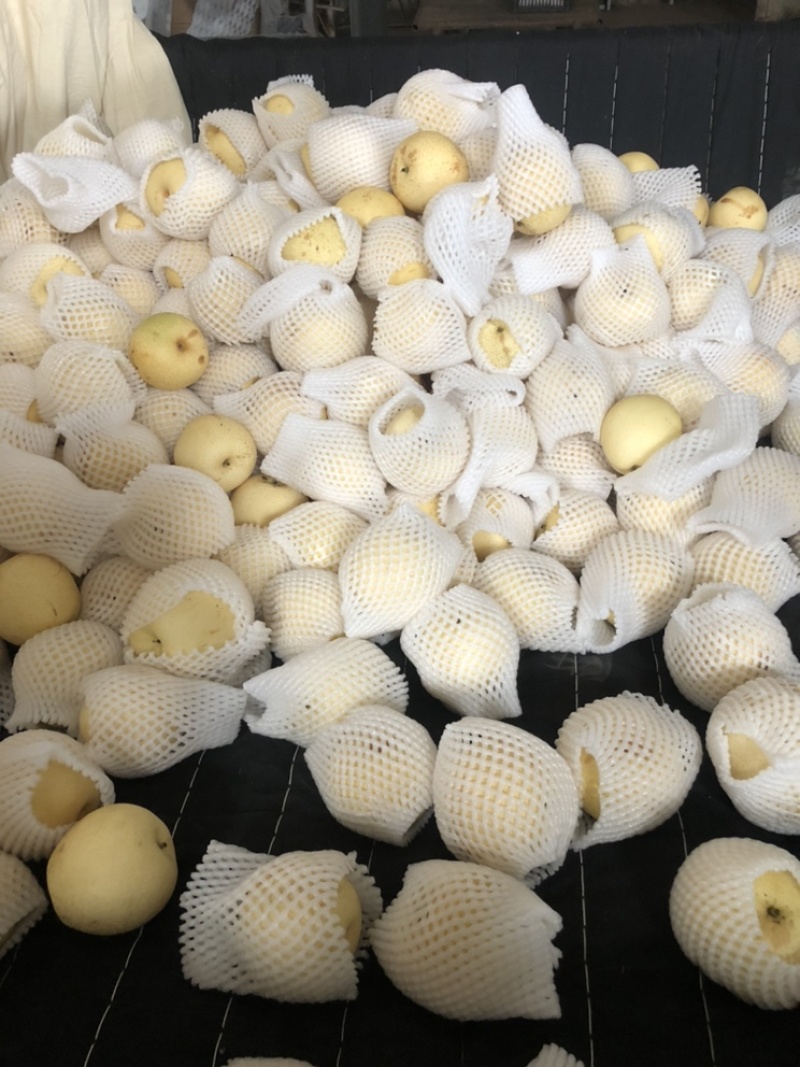 河北辛集皇冠梨大量现货有水晶鸭梨雪花梨各种苹果