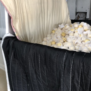 河北辛集皇冠梨大量现货有水晶鸭梨雪花梨各种苹果