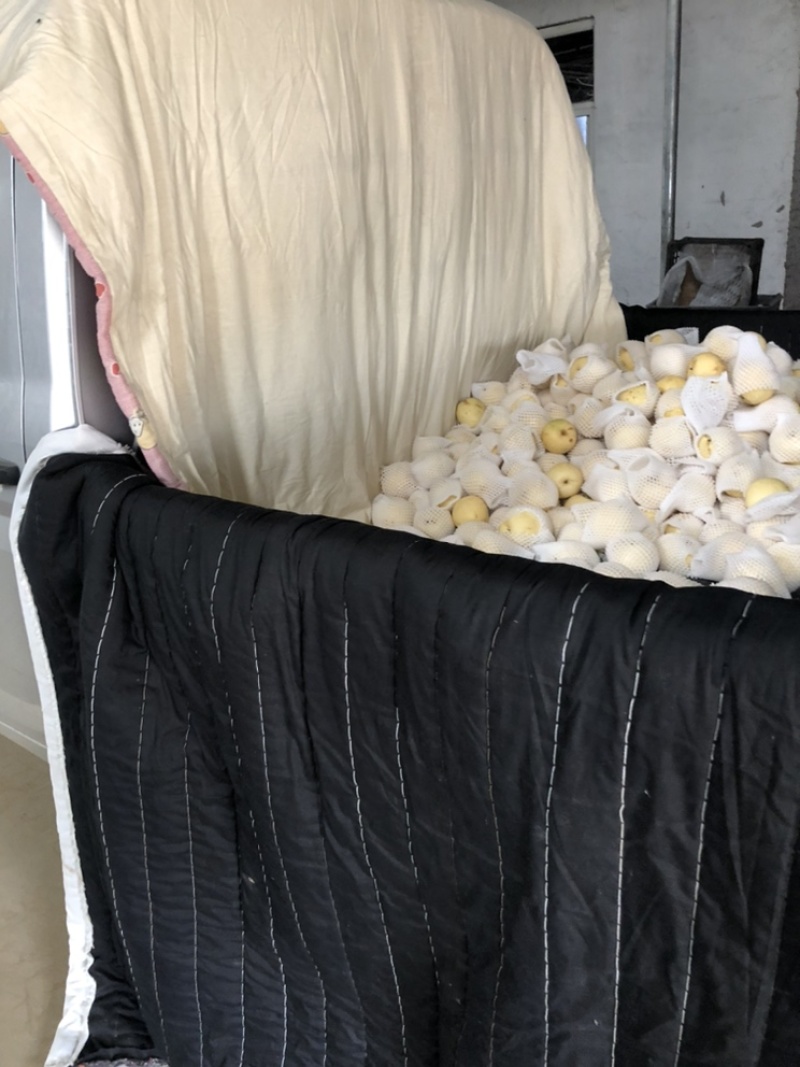 河北辛集皇冠梨大量现货有水晶鸭梨雪花梨各种苹果