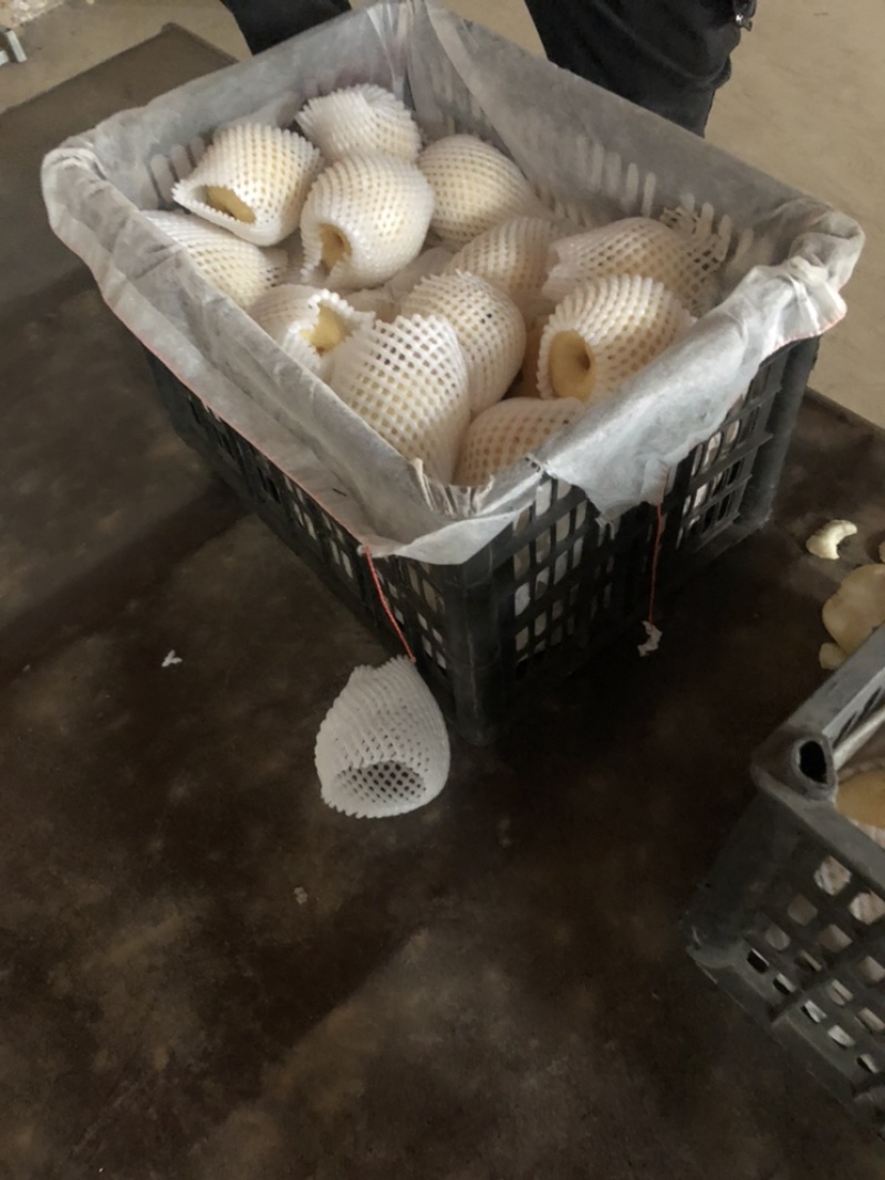 河北辛集皇冠梨大量现货有水晶鸭梨雪花梨各种苹果