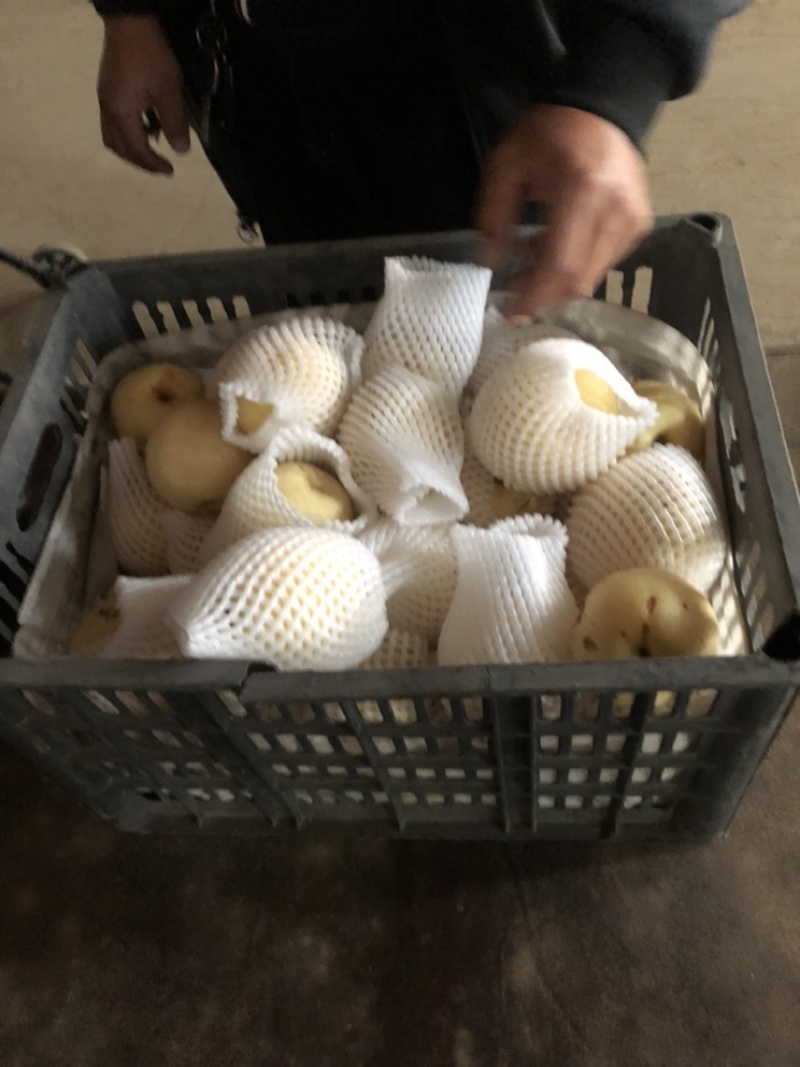 河北辛集皇冠梨大量现货有水晶鸭梨雪花梨各种苹果