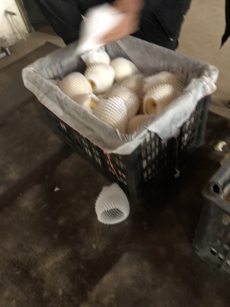 河北辛集皇冠梨大量现货有水晶鸭梨雪花梨各种苹果