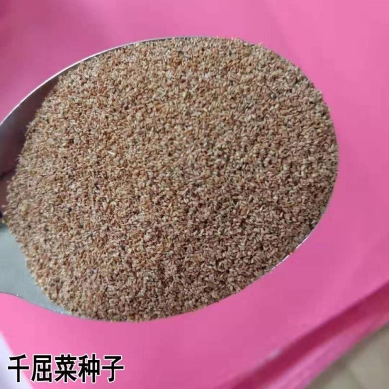 千屈菜种子多年生水生植物耐寒耐热耐湿宿根花卉盆栽园林景观