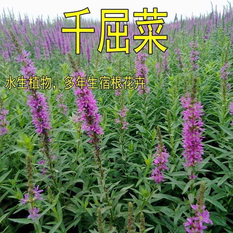 千屈菜种子多年生水生植物耐寒耐热耐湿宿根花卉盆栽园林景观