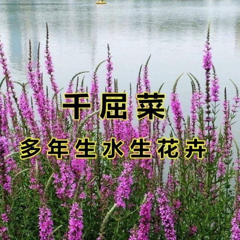 千屈菜种子多年生水生植物耐寒耐热耐湿宿根花卉盆栽园林景观