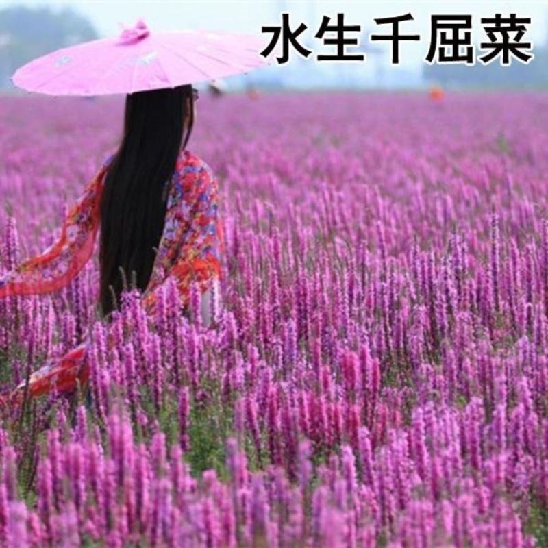 千屈菜种子多年生水生植物耐寒耐热耐湿宿根花卉盆栽园林景观