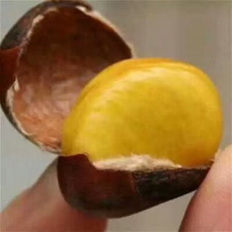 嫁接油板栗苗移栽正当时有没有需要的