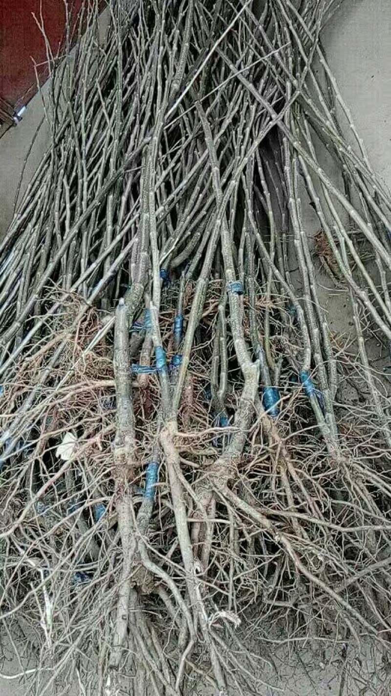 嫁接油板栗苗移栽正当时有没有需要的