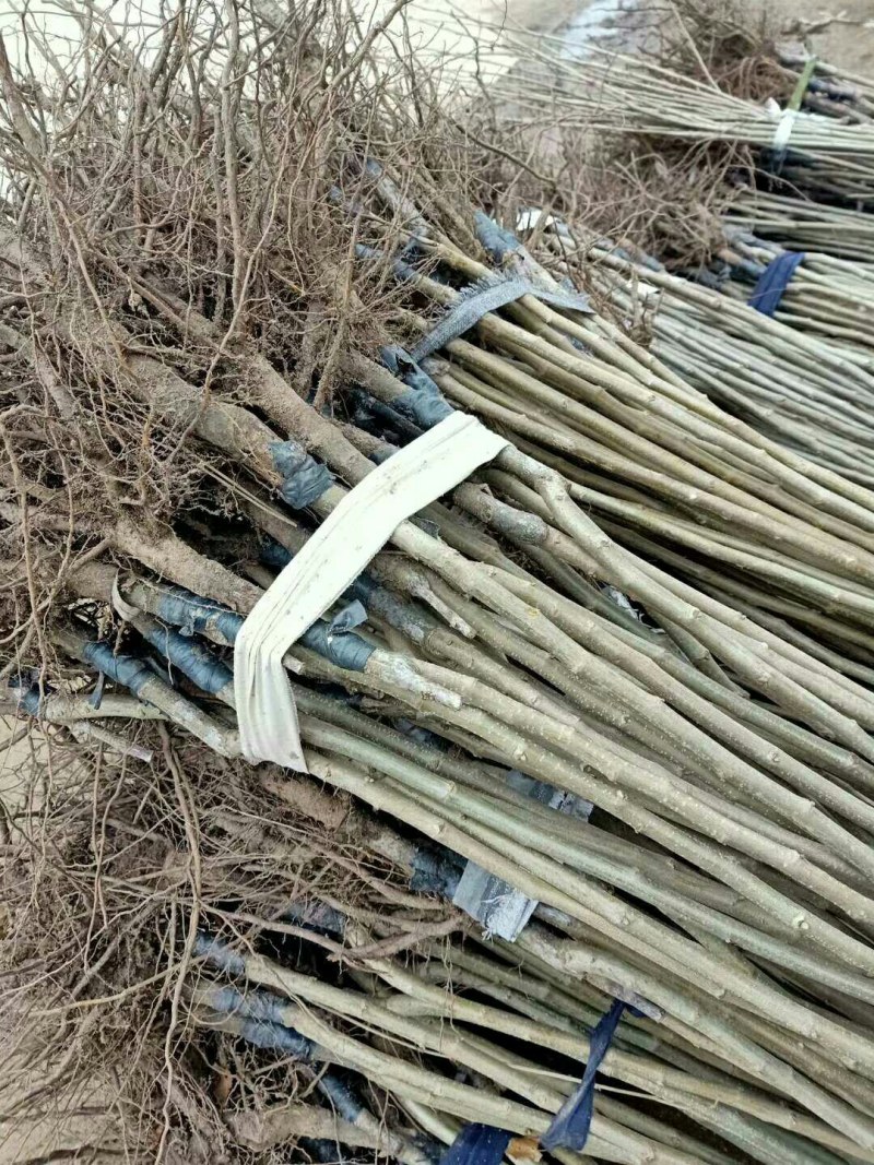 嫁接油板栗苗移栽正当时有没有需要的
