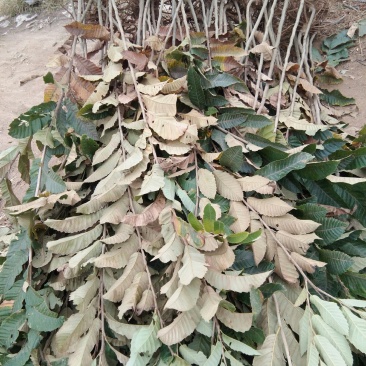 嫁接油板栗苗移栽正当时有没有需要的