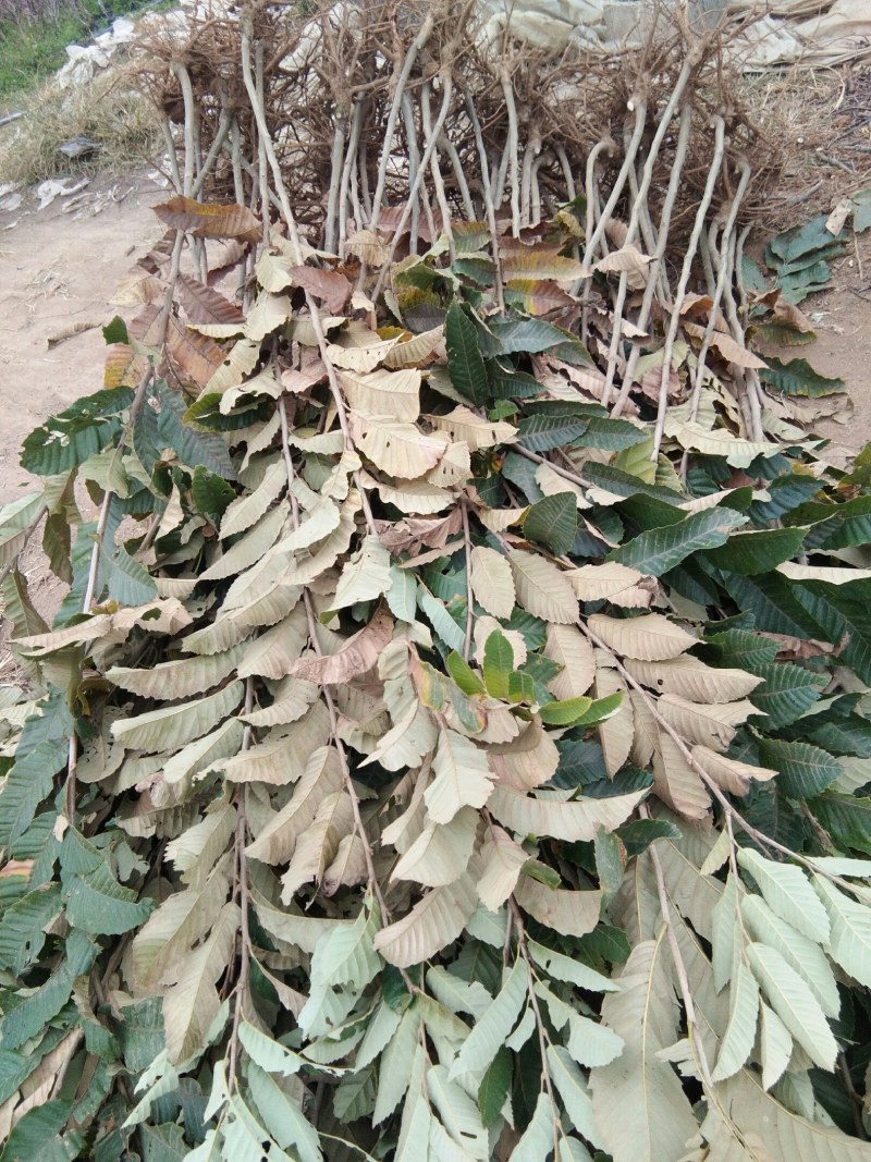 嫁接油板栗苗移栽正当时有没有需要的