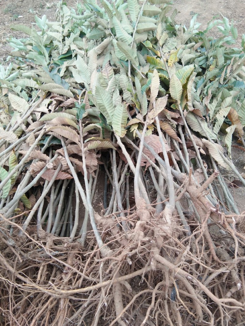 嫁接油板栗苗移栽正当时有没有需要的