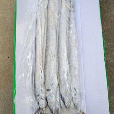 特价便宜刀鱼刀鱼刀鱼