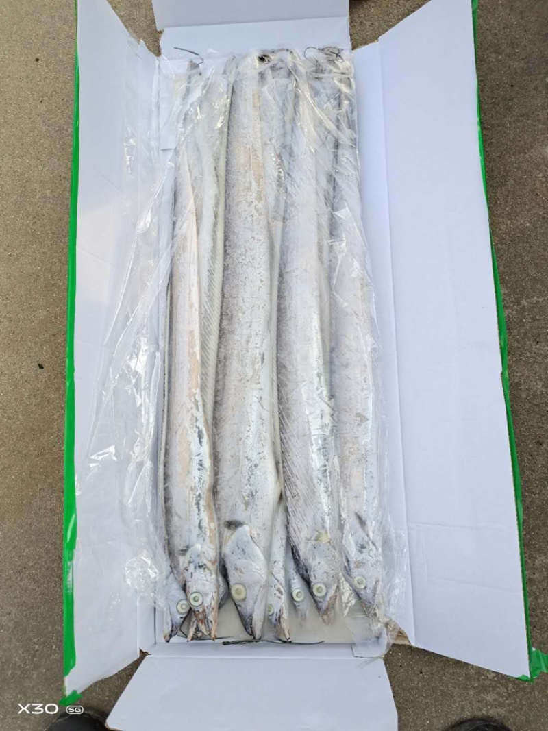 特价便宜刀鱼刀鱼刀鱼