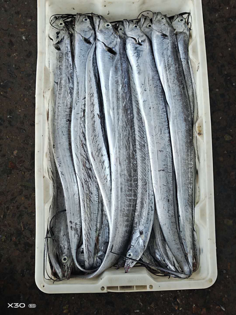 特价便宜刀鱼刀鱼刀鱼
