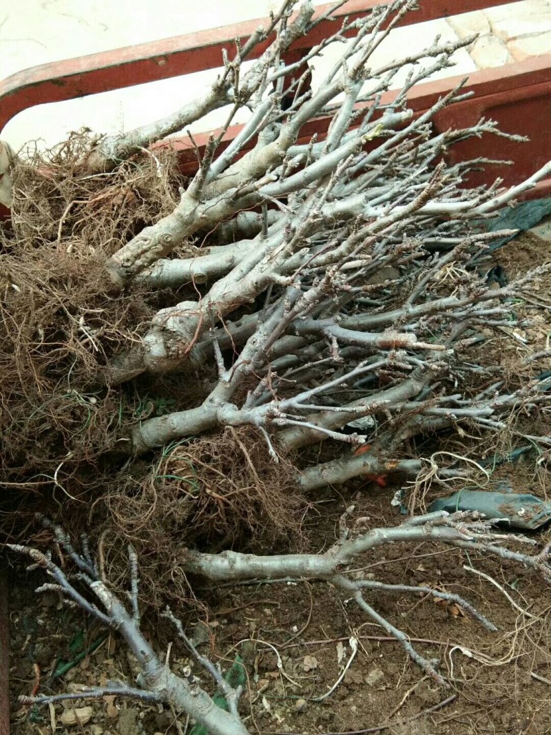 双11所有盆栽地苗一律半价起苗有需要的抓紧联系