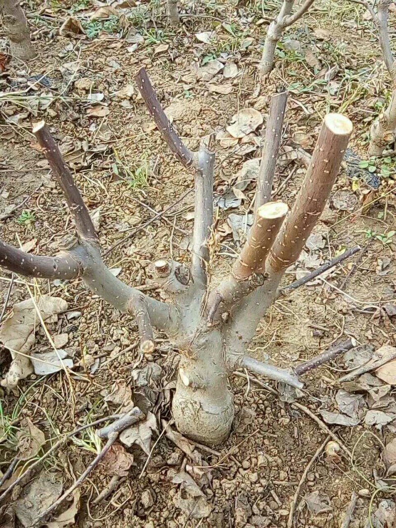 双11所有盆栽地苗一律半价起苗有需要的抓紧联系