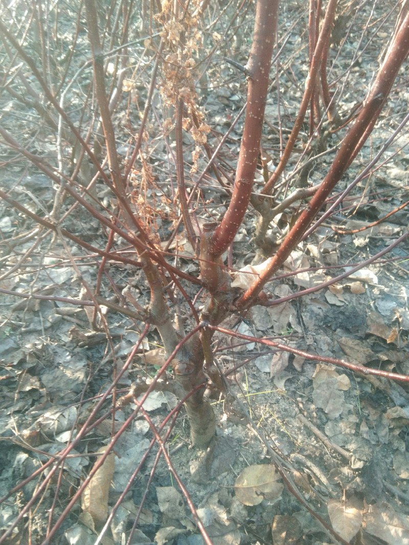 双11所有盆栽地苗一律半价起苗有需要的抓紧联系