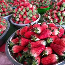 济南历城牛奶草莓上市了对接各大电商平台可视屏。