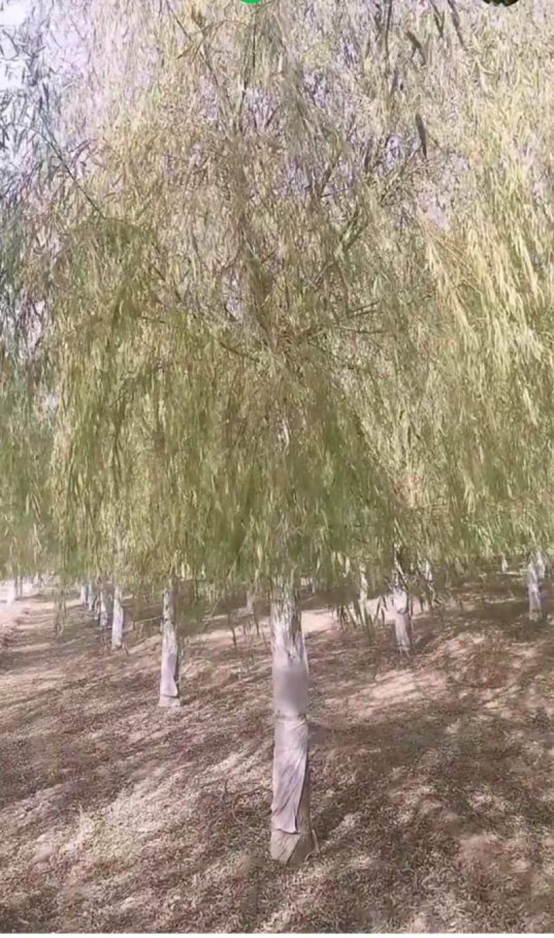 垂柳，原生垂柳，青皮柳，黄皮柳，嫁接垂柳