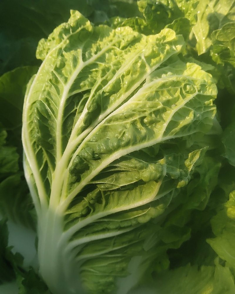 [优质]黄心大白菜翠绿鲜嫩产地直销诚信经营