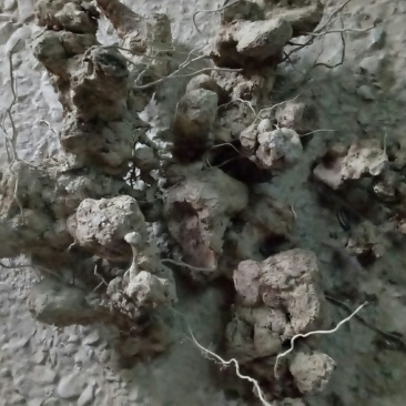 土茯苓土茯苓泡汤首先