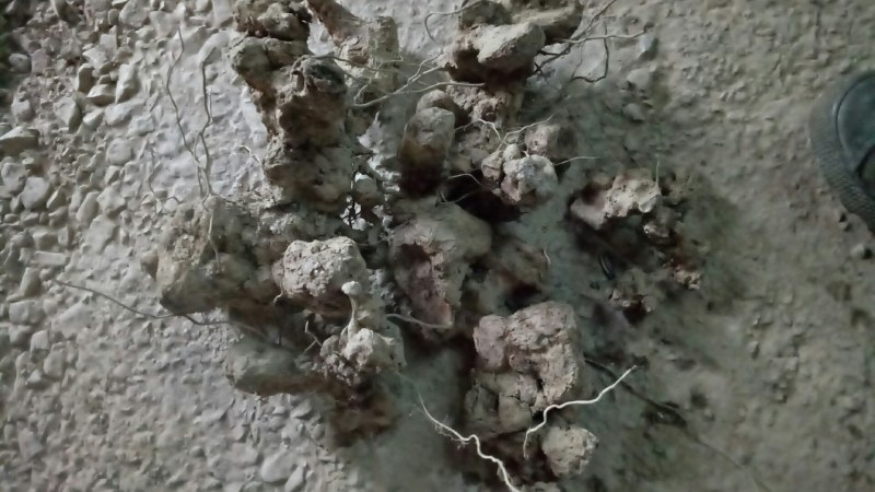 土茯苓土茯苓泡汤首先