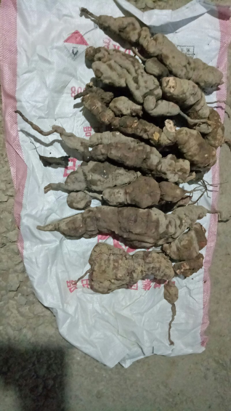何首乌向首乌的中草药