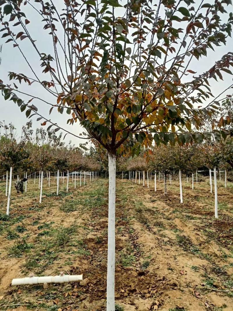 樱花树规格齐全全年供应现挖现发保湿包售后提供技术绿化工程