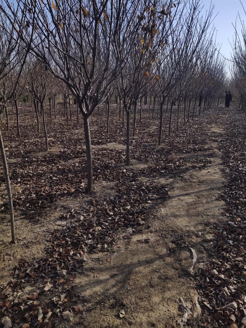 樱花树规格齐全全年供应现挖现发保湿包售后提供技术绿化工程