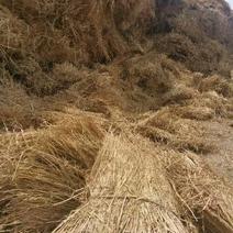 优质稻草柔丝铡段养殖治沙