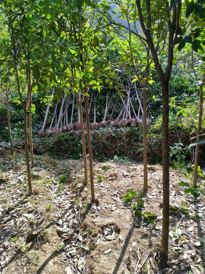 桂花苗桂花树，金桂花树苗，丹桂花苗，四季桂包邮，价格各异