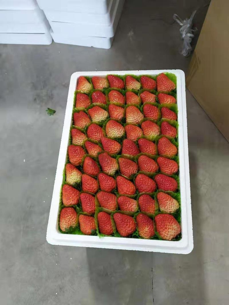 安徽拥有万亩奶油草莓诚心去对待每一个客户，欢迎老板实地考察
