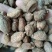 益智仁，大量供应，批发，零售，支持线上交易‘