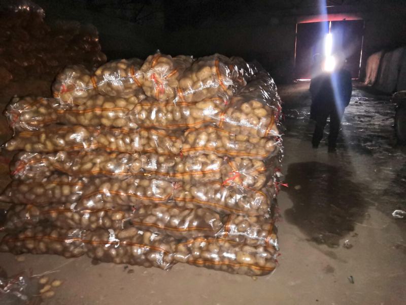 武川精品沙地干洗土豆，
