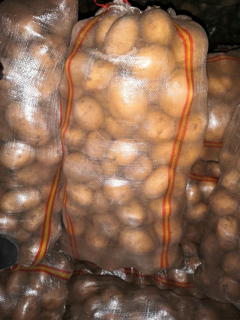 武川精品沙地干洗土豆，