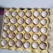 长期供应粉蛋鲜鸡蛋，
