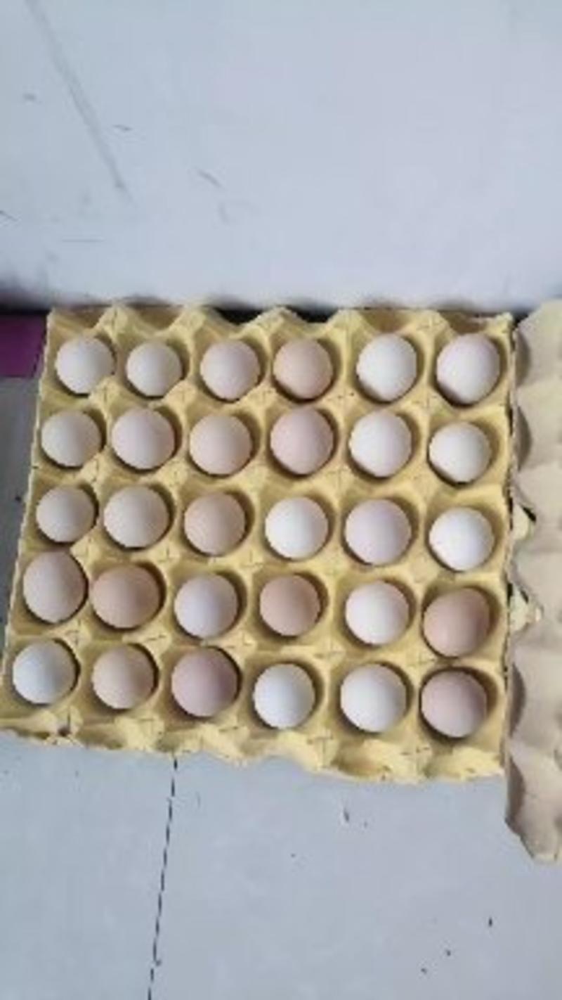 长期供应粉蛋鲜鸡蛋，
