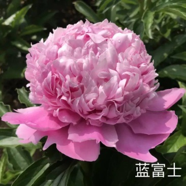 甘肃芍药，临洮芍药，切花芍药，甘肃临洮芍药