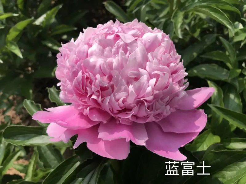 甘肃芍药，临洮芍药，切花芍药，甘肃临洮芍药
