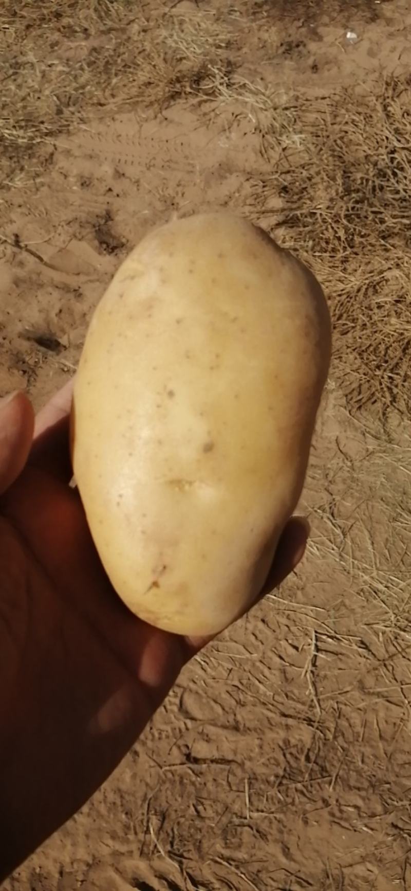 陕北沙地黄心土豆，V7土豆产地售卖，开圈装货，可库存。
