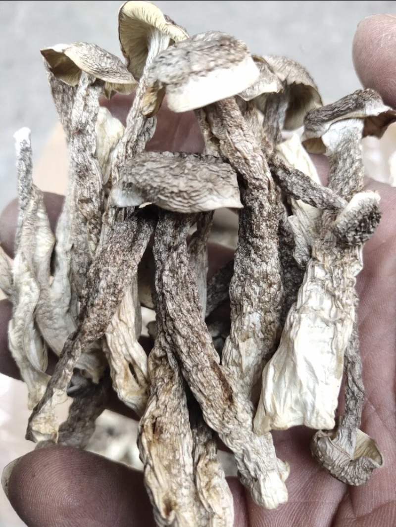 鹿茸菇产地直销不含硫品质保证可视频看货